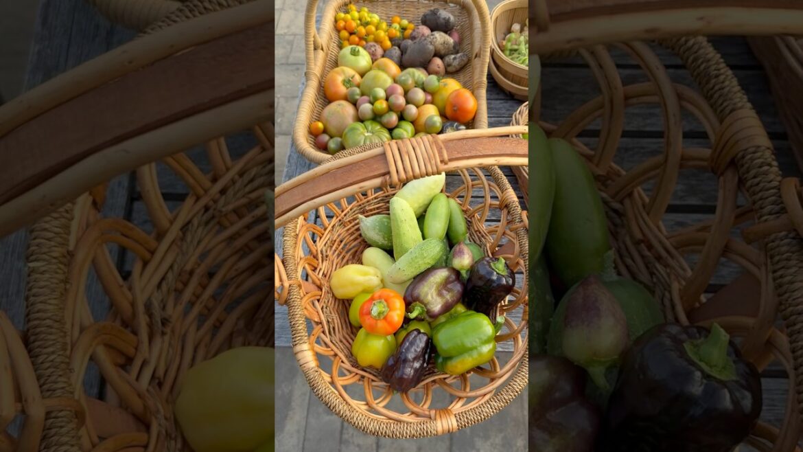 Garden Harvest #harvest #harvesttime #backyardgarden #gardening #growyourownfood #garden #homegarden