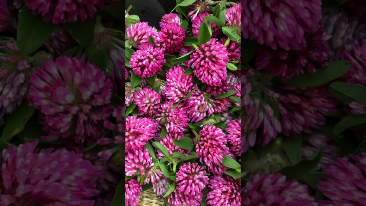 Ecotherapy 365/245 : Rød Klover