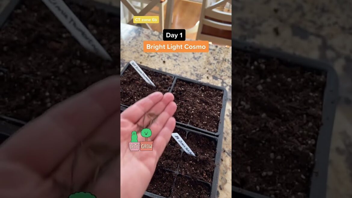 Garden Adventures Begin: Seeds, Growth, & Tips #cosmo #seed