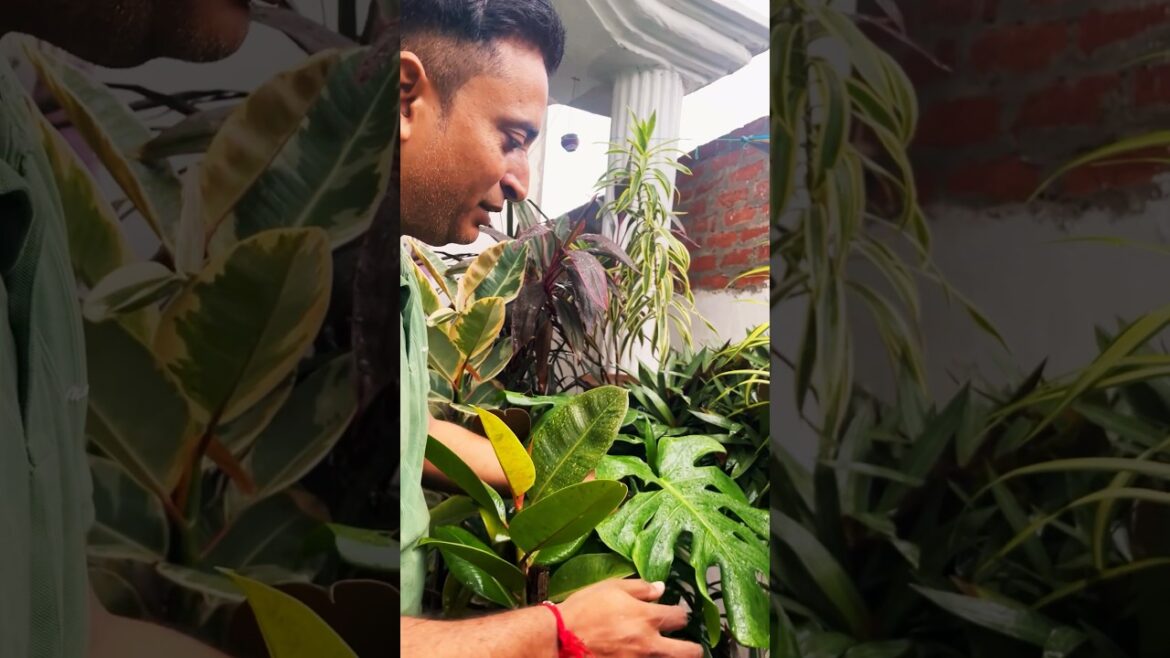Indoor plant hacks #indoorplants #indoorplant #gardening #shortvideo #shorts #short #garden #plants Indoor plant hacks #indoorplants #indoorplant #gardening #shortvideo #shorts #short #garden #plants