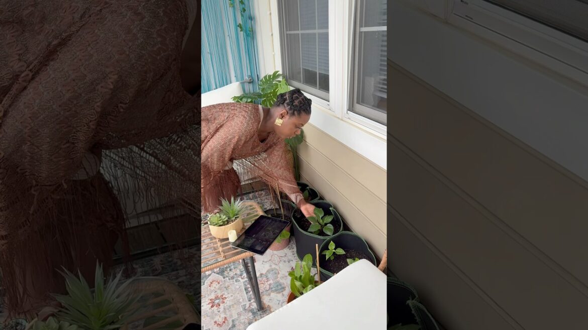 APARTMENT BALCONY PEPPERS 🫑 🌶️