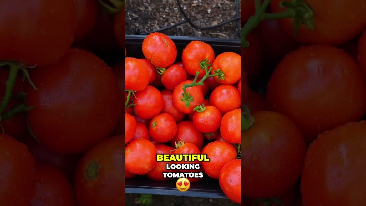California Gardening: Tomato Harvest π
From Vine to Delicious Pasta Sauce! π Tomato Harvest π
From Vine to Delicious Pasta Sauce! π