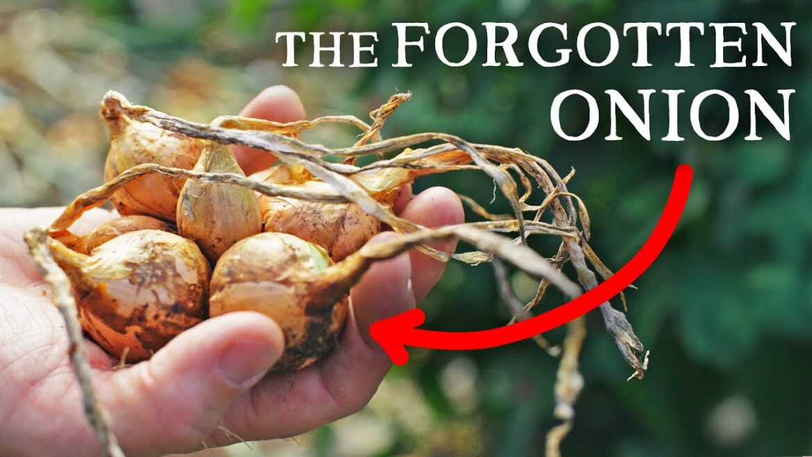 The Rare Ancient Onion That Could Feed Your Family