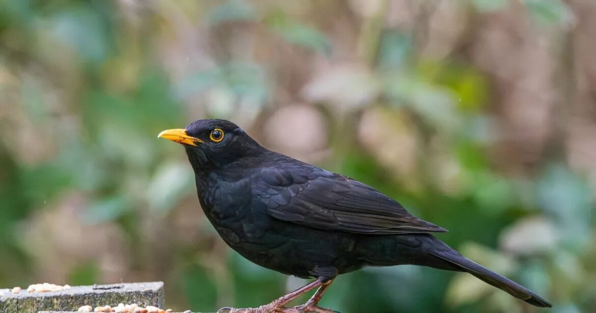 Gardeners urged to leave one item out for blackbirds this September Ipso logo