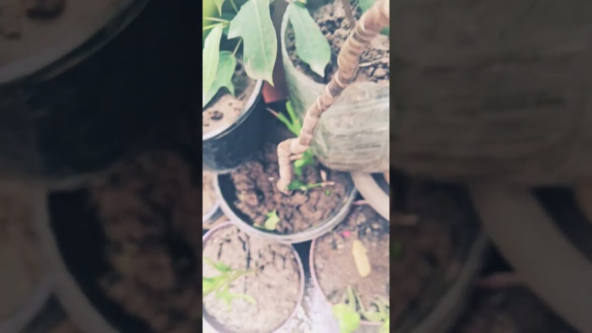 welcom to garden tips ☘️ 🌳 🌱 🌴  👌 ☘️ 🌳 🌱 🌴  👌 ☘️ 🌳 welcom to garden tips ☘️ 🌳 🌱 🌴  👌 ☘️ 🌳 🌱 🌴  👌 ☘️ 🌳
