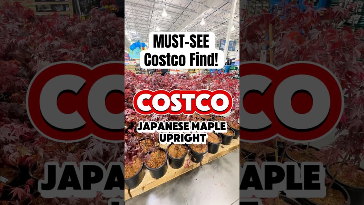 Costco Plant Find: Beautiful Japanese Maple Tree for Less! #costcofinds #japanesemaple #plantlover