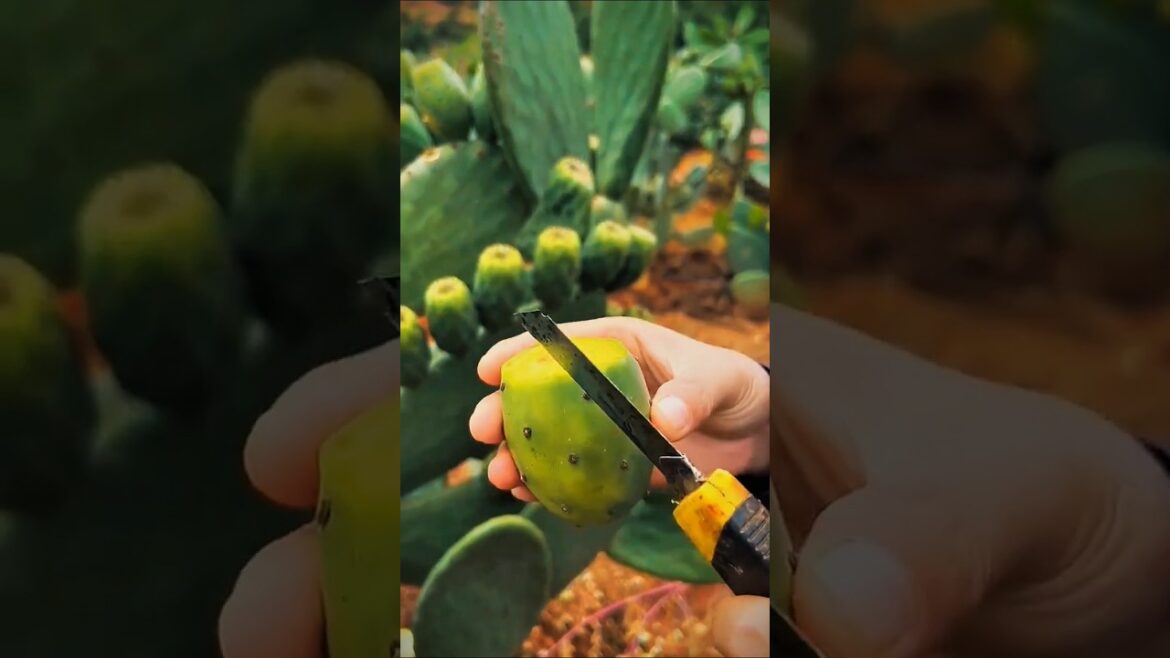 Exploring the BEST Method to Eat a PRICKLY PEAR Fruit