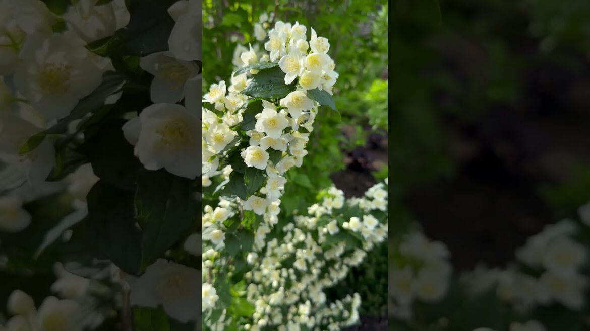 Illuminati Tower® Mockorange in full bloom, gently swaying in the breeze… #gardening #spring