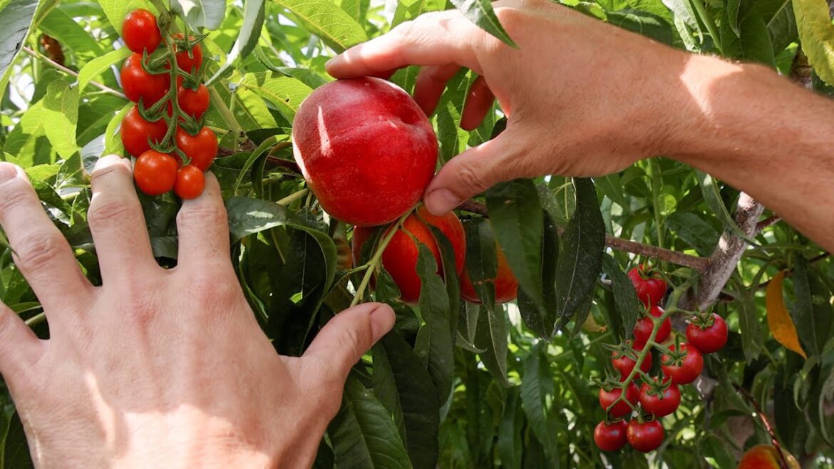 What Happens When You Grow Tomatoes on a Peach Tree?