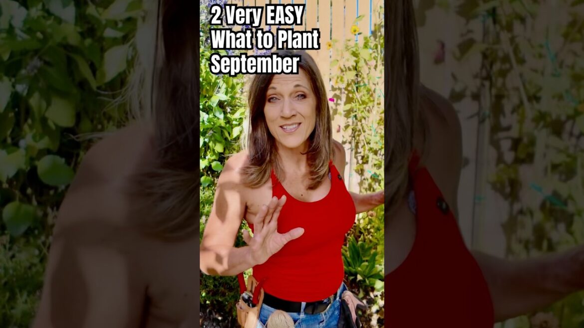 What to plant in September - EASY!