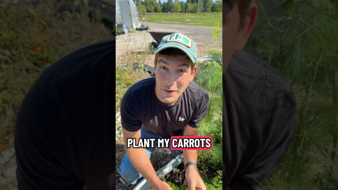 I Plant My Carrots Next to THIS Crop and Why You Should Too! #garden #gardening #shorts