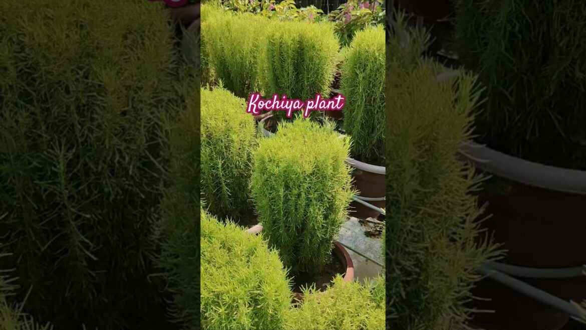 beautiful home garden #youtubeshorts #gardening #viralshort #ytshorts #trend #gardeningideas#shorts beautiful home garden #youtubeshorts #gardening #viralshort #ytshorts #trend #gardeningideas#shorts