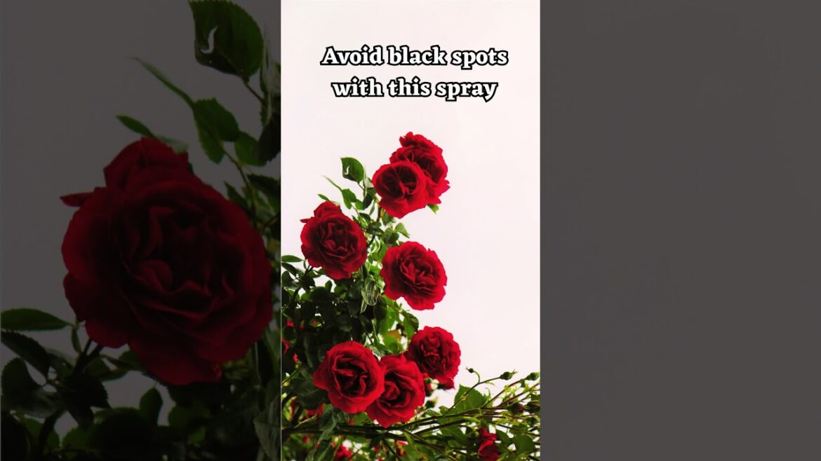 .Expert Rose Care Tips Every Gardener Must Know!#shorts