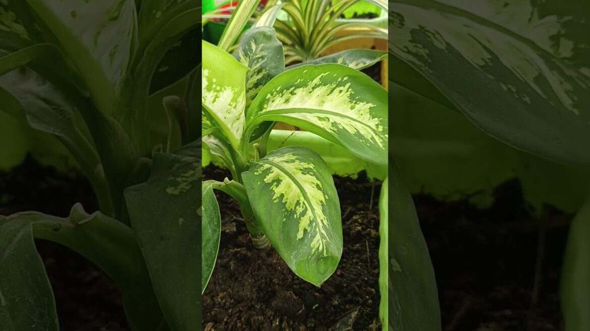 beautiful garden #wow#gardening #plants#goodvibes#trends #trendingshorts#mansoon #care#newsong#