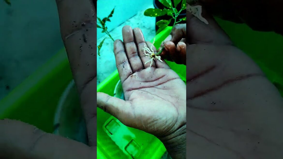 Result Of Plant Grown From Cutting || Repotting  #shorts #garden #gardening #nursery #shortsvideo Result Of Plant Grown From Cutting || Repotting  #shorts #garden #gardening #nursery #shortsvideo