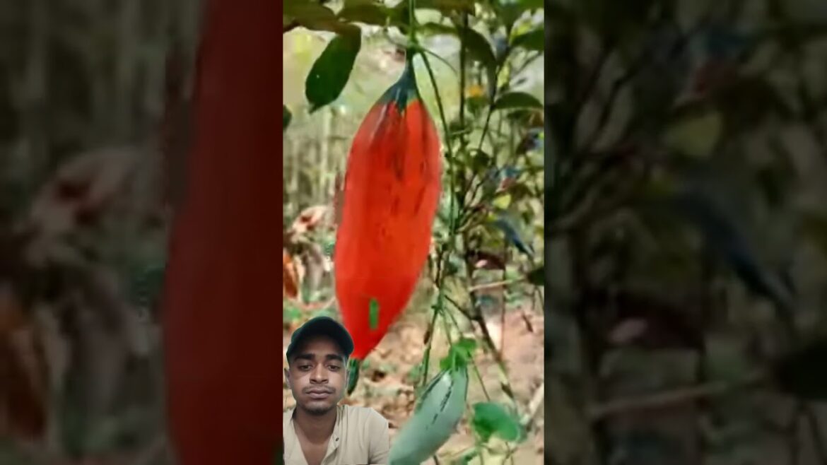 Rare & Unique Fruits & Vegetables of Thailand You Must See! #shorts #plants#farming#shorts #viral