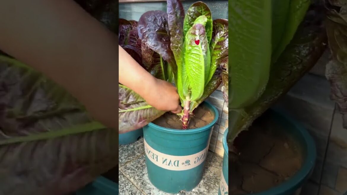 the most enjoyable part of growing vegetables is the harvesting and eating of the freshly picles ! the most enjoyable part of growing vegetables is the harvesting and eating of the freshly picles !