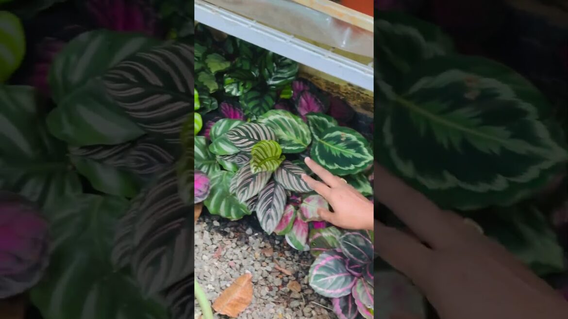 #8921939101 #garden #calathea #calatheaplant #calatheaornata #calatheaornata #gardendesign #home