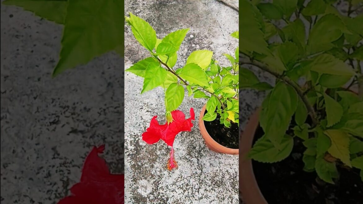 Gardening Trends: What’s Hot in 2025 Gardening Trends: What’s Hot in 2025