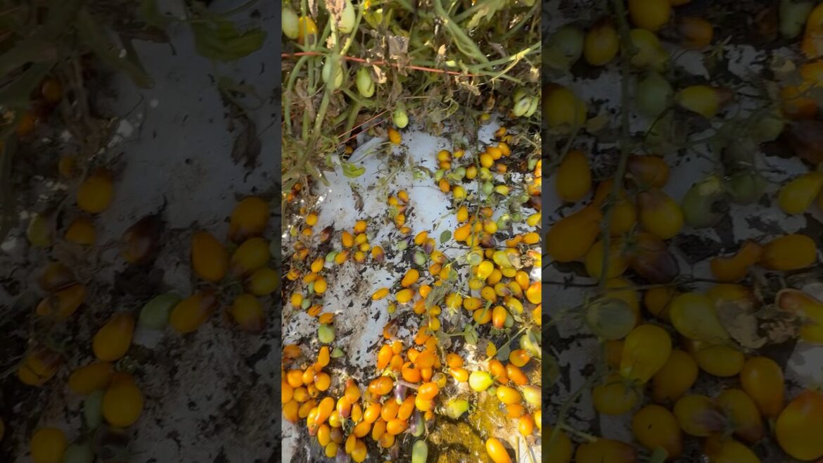 That’s One Way to Harvest Tomatoes! 🍅 #garden #gardening #farming #shorts