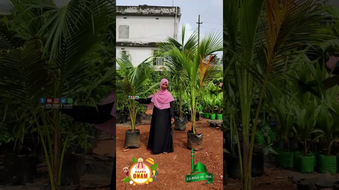 Gangabondam തെങ്ങിൻതൈകൾ വൻ വിലക്കുറവ് Puthanathani Karshika Nursery #Coconut Gangabondam തെങ്ങിൻതൈകൾ വൻ വിലക്കുറവ് Puthanathani Karshika Nursery #Coconut