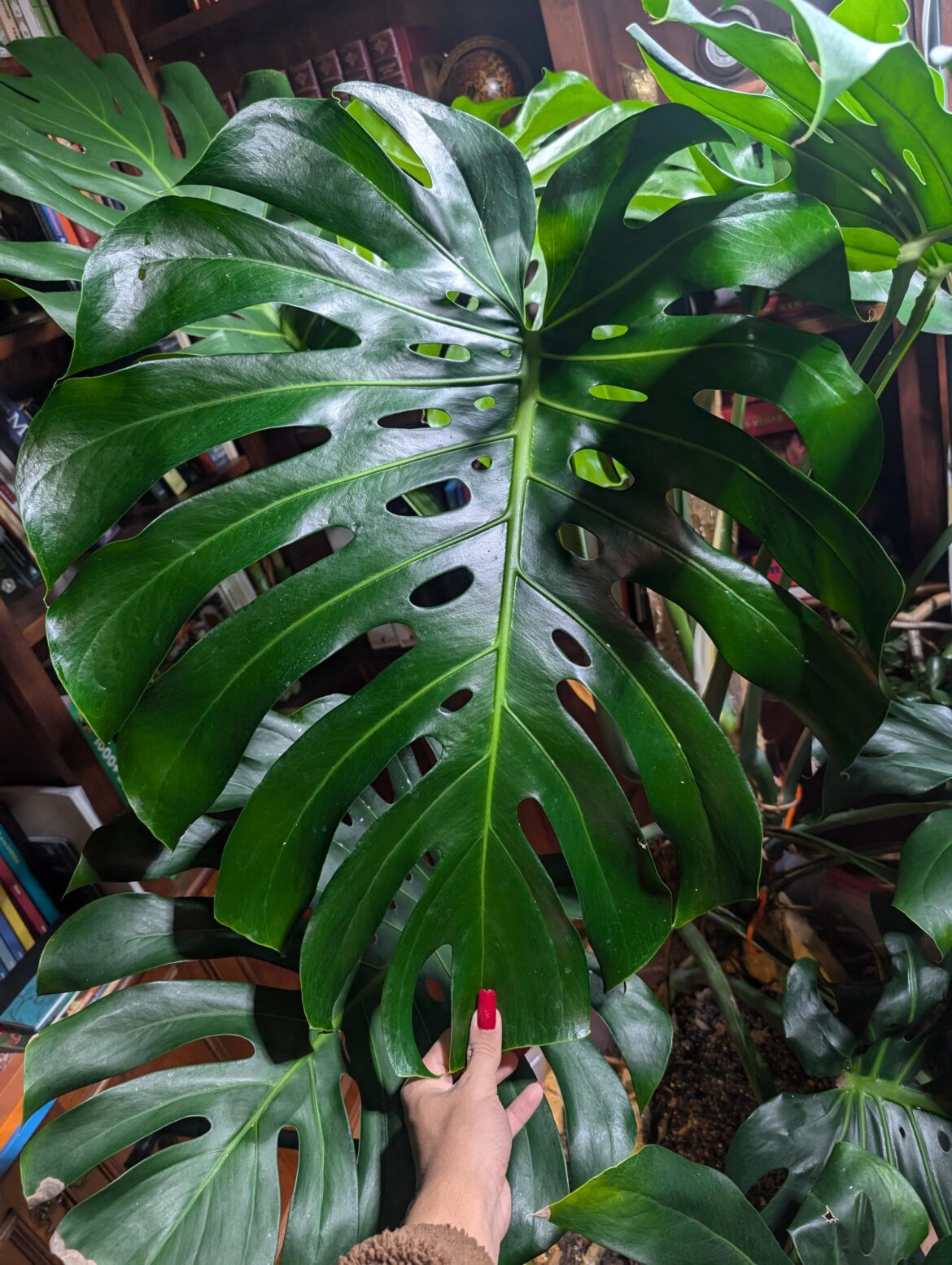 New largest monstera leaves!