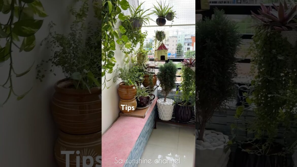 🔥😍Our Small Balcony Garden Tips#tipsandtricks#balcony#plants#gardening#shorts
