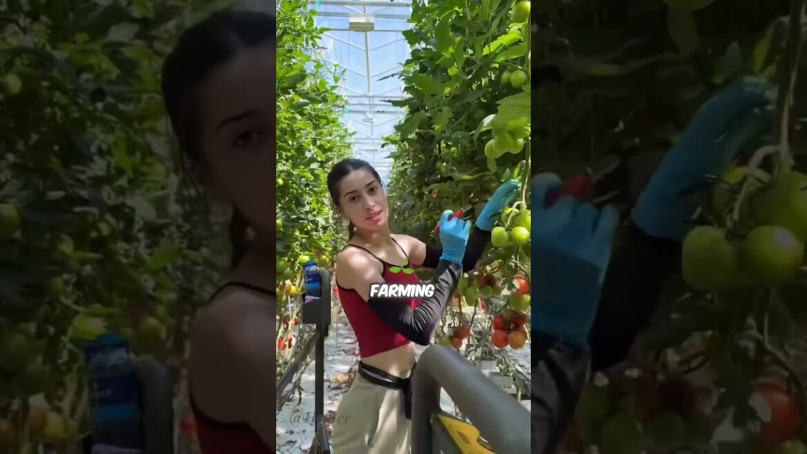 #Aeroponics Farming Explained | Grow Vegetables Faster & Soil-Free | High Yield Tips #shortvideo #Aeroponics Farming Explained | Grow Vegetables Faster & Soil-Free | High Yield Tips #shortvideo