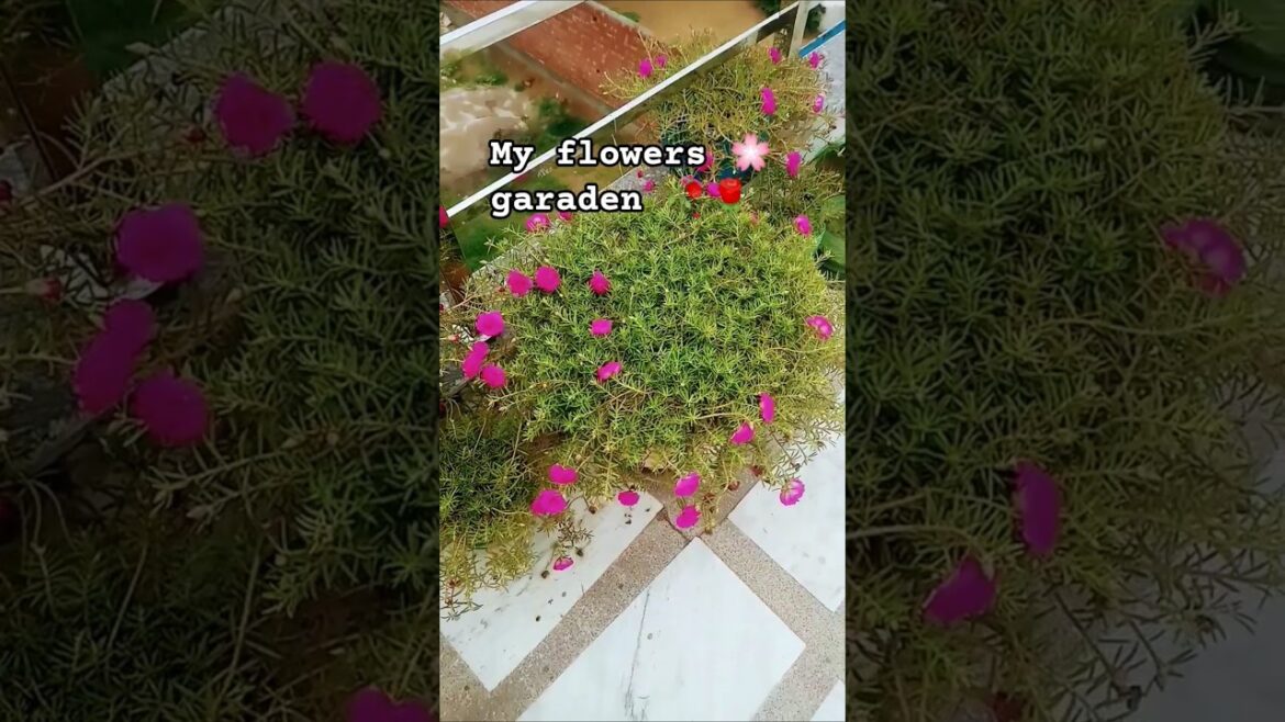 gardening 🌸🌹🧺#shorts#trending #flowers #garden #shortvideo #trends #prachiyakshvlogs gardening 🌸🌹🧺#shorts#trending #flowers #garden #shortvideo #trends #prachiyakshvlogs