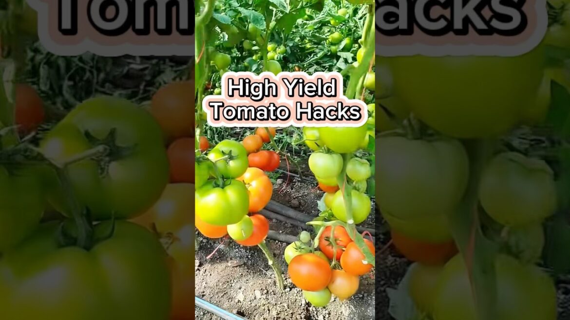 High Yield Tomato Tips and Hacks #gardenfertilizer #gardenigtip #gardening #Tomato #gardeningtips High Yield Tomato Tips and Hacks #gardenfertilizer #gardenigtip #gardening #Tomato #gardeningtips