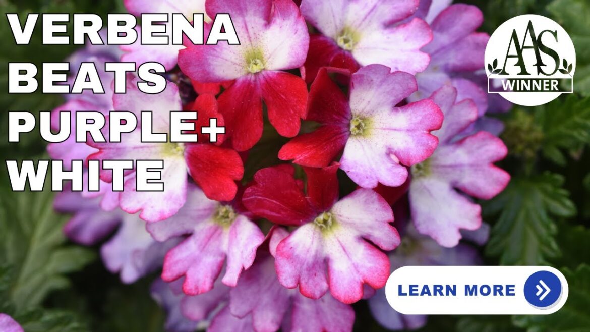 All-America Selections Flowers & Vegetables: Verbena Beats Purple + White 🌸 Stunning Blooms for Home Gardeners! Verbena Beats Purple + White 🌸 Stunning Blooms for Home Gardeners!