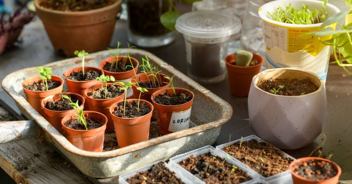 Gardener urges people ‘plant these seeds’ within next 23 days Ipso logo