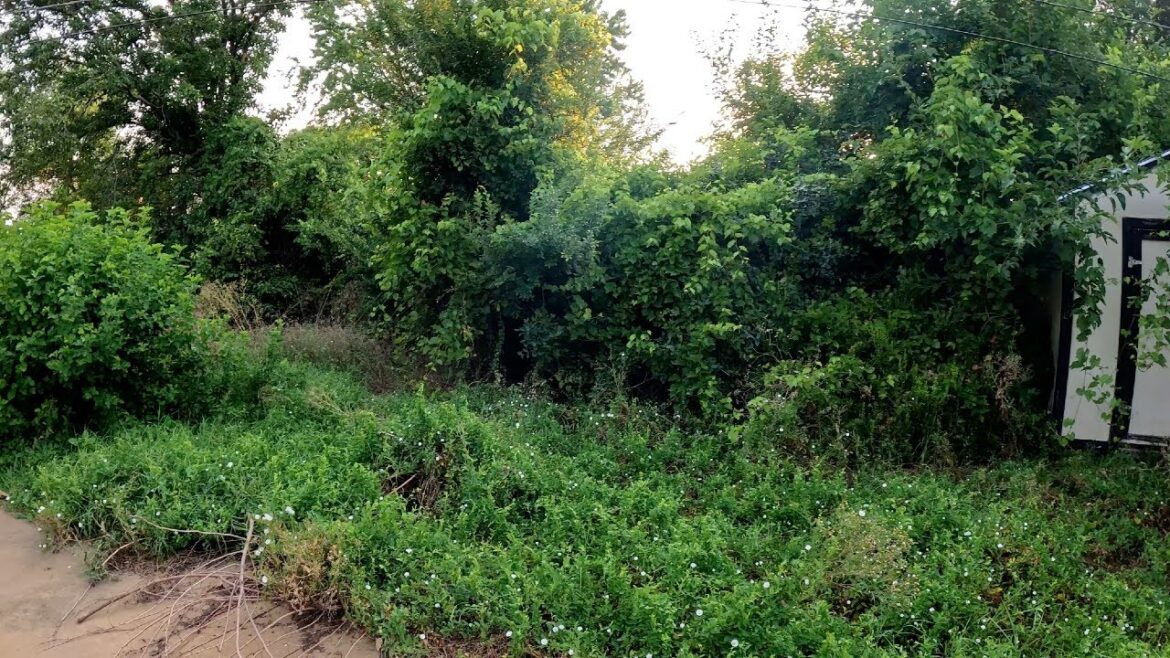 Tragic MURDER And HEART FAILURE Lead To SEVERLEY OVERGROWN Backyard, EPIC TRANSFORMATION Tragic MURDER And HEART FAILURE Lead To SEVERLEY OVERGROWN Backyard, EPIC TRANSFORMATION