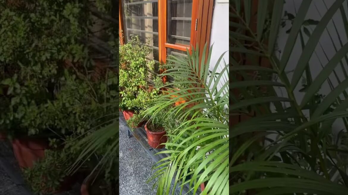 #shortsvideo #shorts #reels #trends #india #flowers #nature #natureshorts #short #shortsyoutube