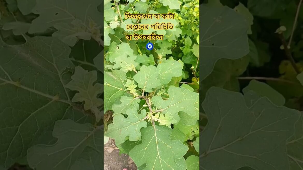 তিতবেগুন বা কাটাবেগুনের উপকারিতা বা পরিচিতি 🌱🧿 #nature#garden#plants#beauty of nature#green nature🌱.