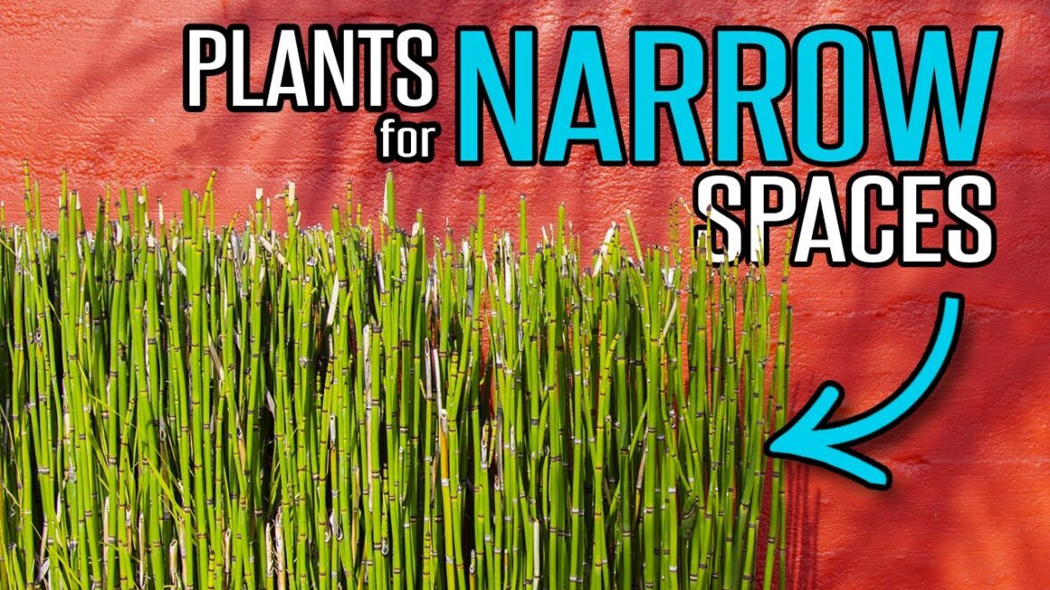 Plants for Narrow Planter Spaces | Garden Tips Plants for Narrow Planter Spaces | Garden Tips