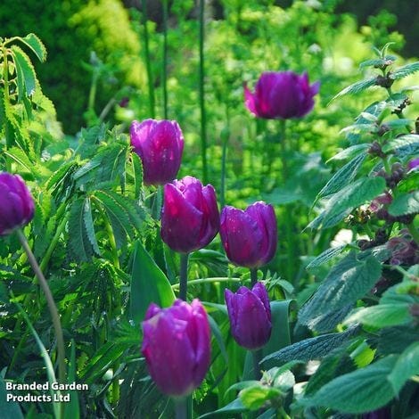 Tulip 'Purple Flag'Tulipa
