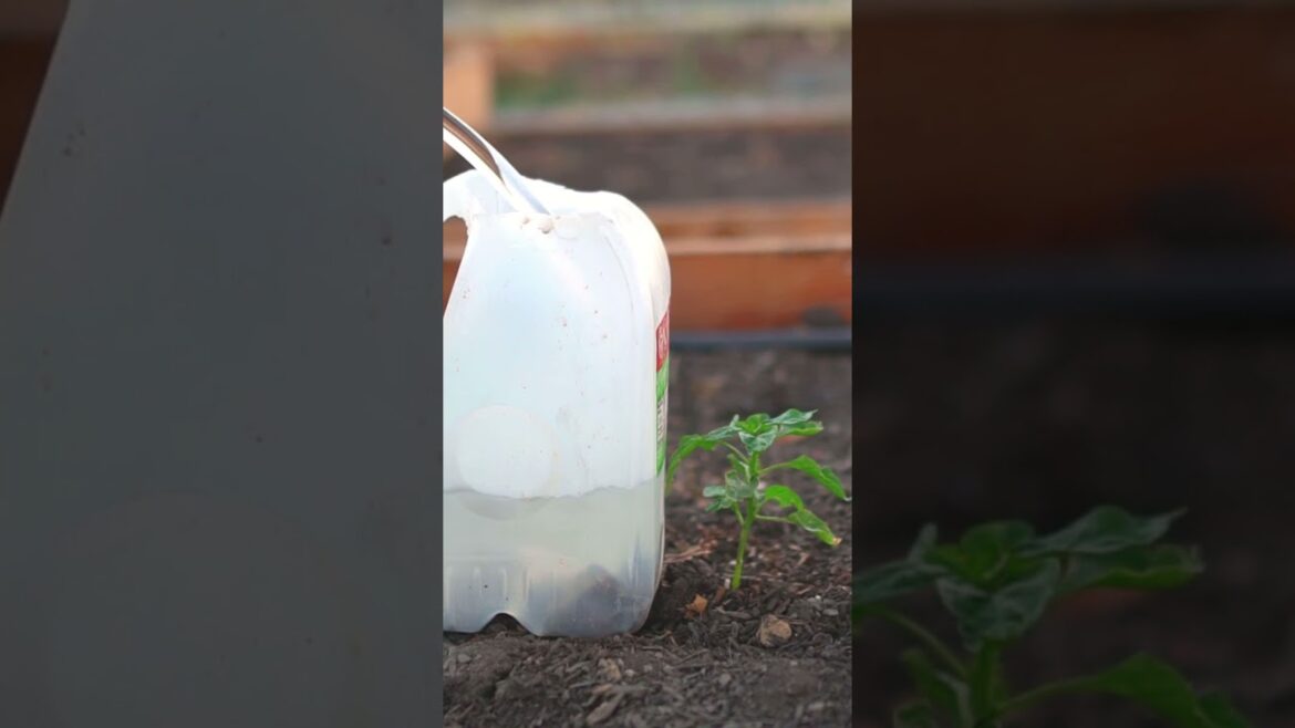 Use Milk Jugs Like This and You Will never Throw Away Used Milk Jugs! #grow #garden #gardening
