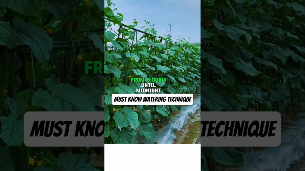 The Right Way to Water Cucumbers #shorts #gardeningtips #smartfarming #agriculture The Right Way to Water Cucumbers #shorts #gardeningtips #smartfarming #agriculture