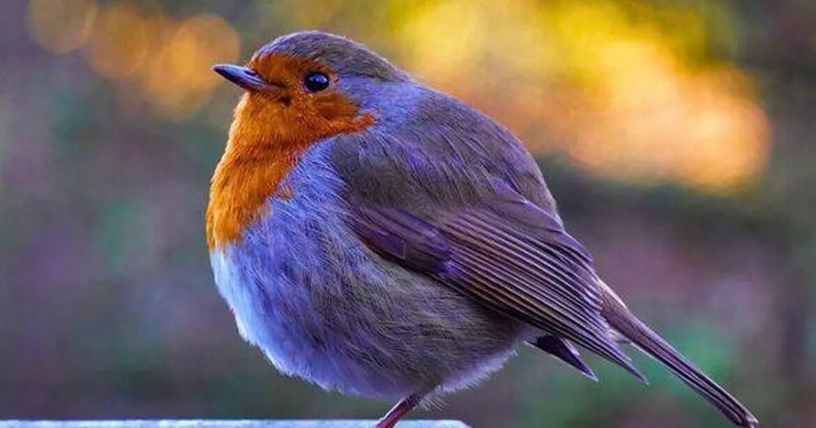 Robins will return to gardens if you offer them kitchen cupboard snack they love Ipso logo
