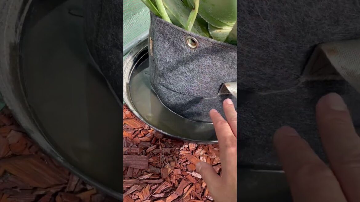 Managing Soggy Fabric Grow Bags Managing Soggy Fabric Grow Bags