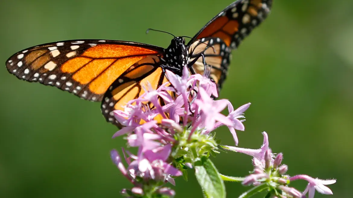 How do I plant a monarch butterfly garden with native plants?