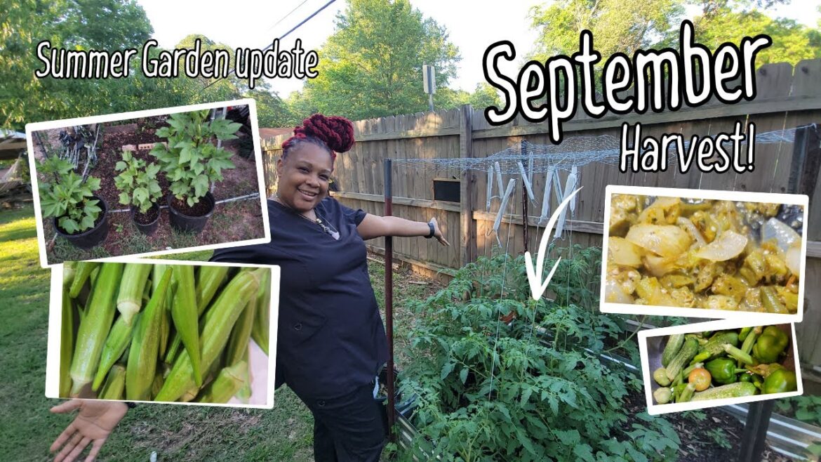 Late Summer Garden Update Late Summer Garden Update