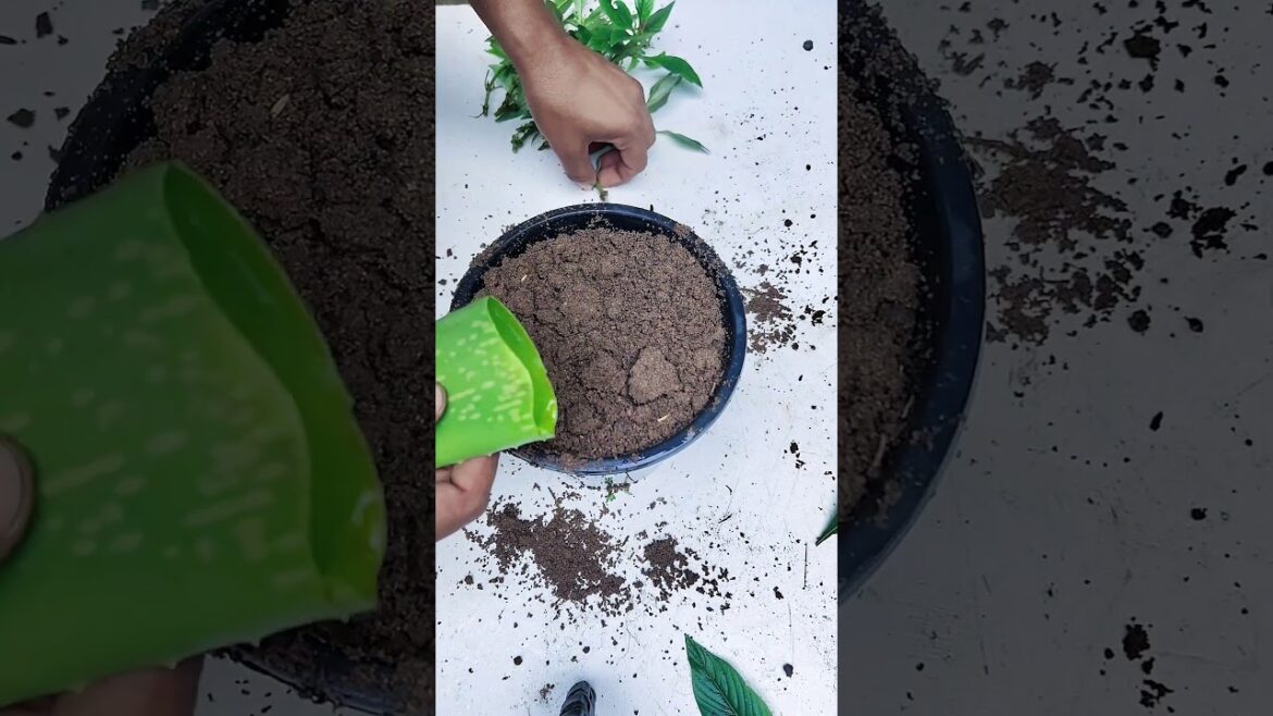 Tips For Pentas Cutting Grow | How To Care Pentas #shorts  #gardening #shortsvideo