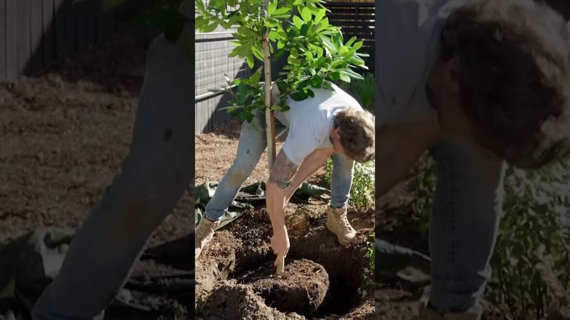 Stunning garden makeover for any budget #greathomeideas #Shorts