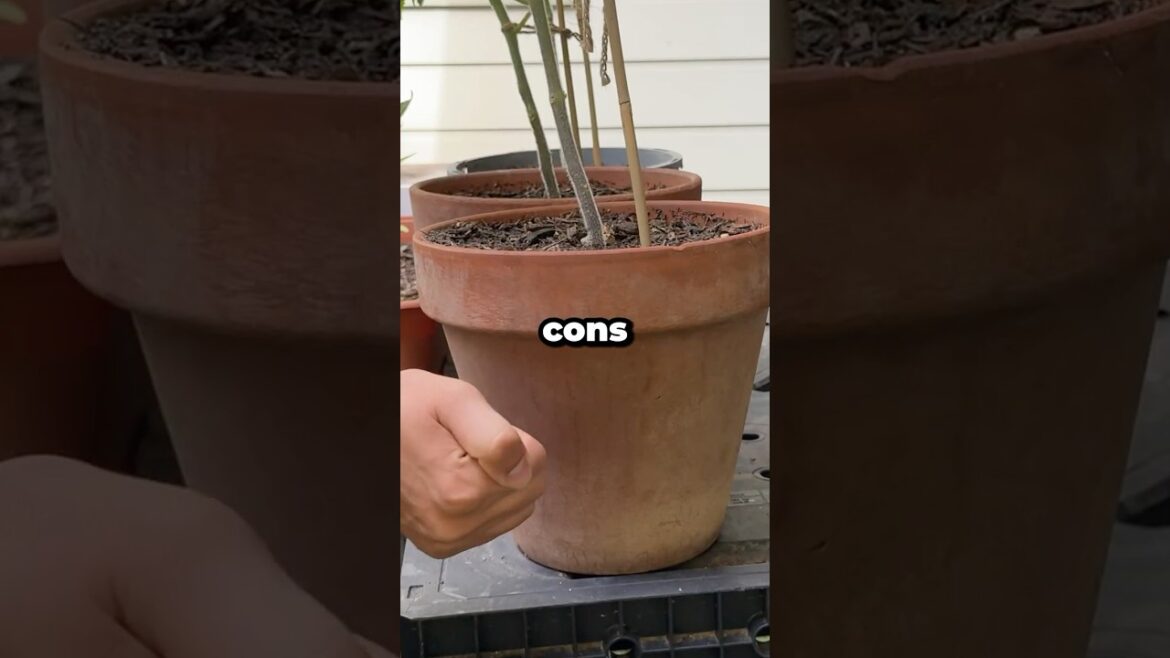 What Are the Pros and Cons of Common Containers for Growing Plants? #shorts