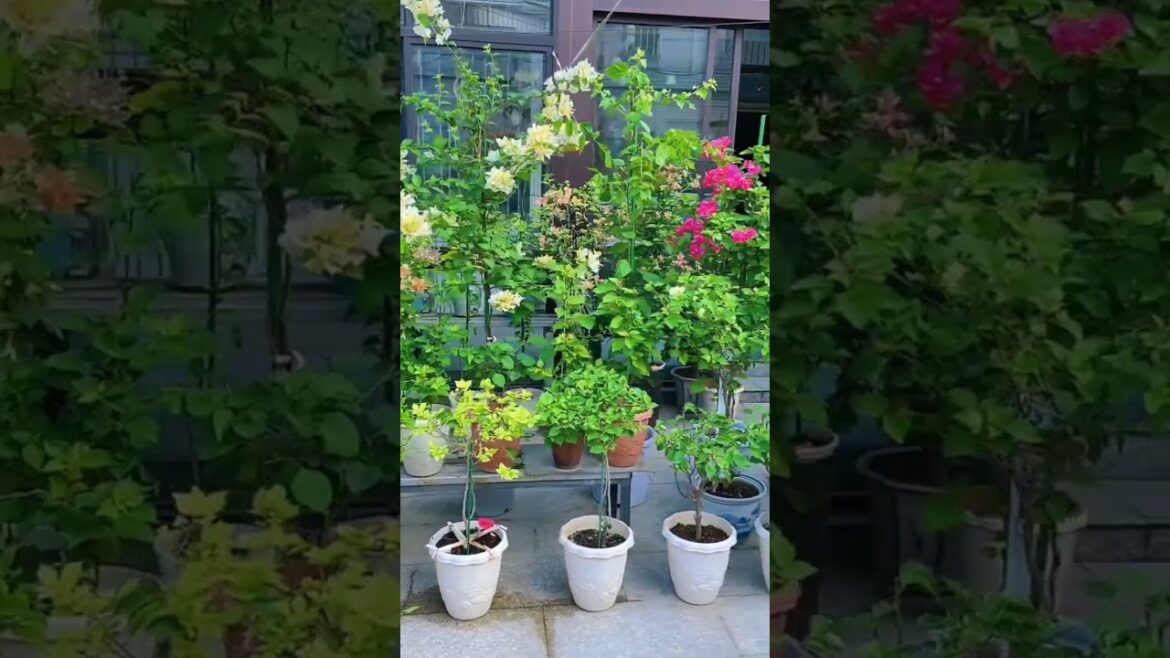 Beautiful Outdoor Oasis Decor ideas 🌸🌴#gardening​ #garden​ #nature​ #asmr​ #diygarden​ #gardendesign
