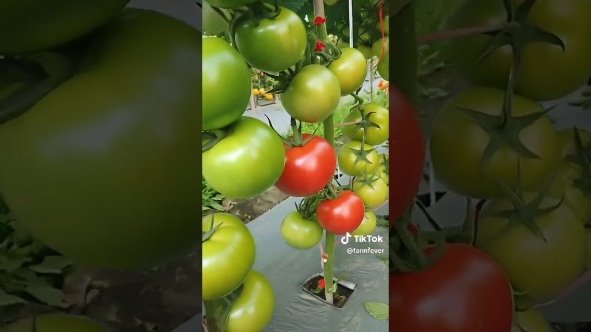 Gardening Tips 2 #gardening #gardeningtips Gardening Tips 2 #gardening #gardeningtips