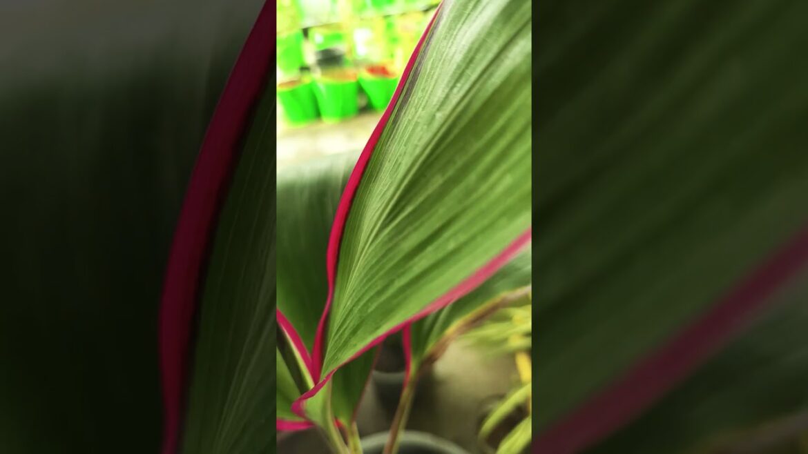 terrace #gardening #plants #flowers #trends#nature#trendingshorts #love#trendingshorts#latetstshorts