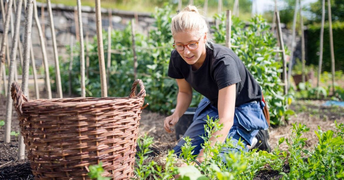 ‘My Tinder date invited me over to help her weed the garden – it’s a warning sign’ Ipso logo